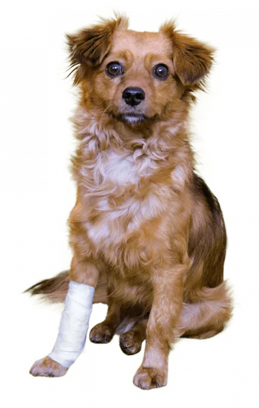 Vetlando Wundkompresse